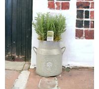 Rosemary Milk Churn Planter Rustic Garden Herb Pot Garden Plant