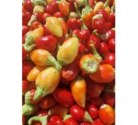 Rosemary Pepper Chilli Seeds - 10 Fresh Seeds