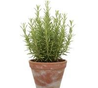Rosemary Speedy - 3 Pack Fast Growing Culinary Herb