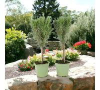 Rosemary Tree 45cm - Hardy Aromatic Herb Plant for Garden or Patio Pots - Pair Of Rosemary Trees No Container