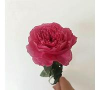 Roses Flower Bouquet Desk Home Decors Fleurs Sechees Room Decorator Arredamento Decoracao Para Casa-Hot Pink-10 Pcs BlossomAustin