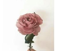 Roses Flower Bouquet Desk Home Decors Fleurs Sechees Room Decorator Arredamento Decoracao Para Casa-Cappuccino Pink-10 Pcs BlossomAustin