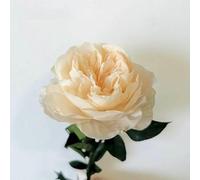 Roses Flower Bouquet Desk Home Decors Fleurs Sechees Room Decorator Arredamento Decoracao Para Casa-Champagne-10 Pcs Normal Austin