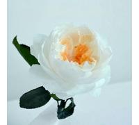Roses Flower Bouquet Desk Home Decors Fleurs Sechees Room Decorator Arredamento Decoracao Para Casa-Orange And WhiteEdge-10 Pcs BlossomAustin