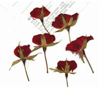 Roses With Branches Pressed On The Side Are Wrapped In Real Flower Materials, And Plant Specimens Are Dried Flowers. Bookmarks