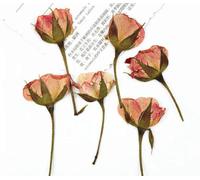 Roses With Branches Pressed On The Side Are Wrapped In Real Flower Materials, And Plant Specimens Are Dried Flowers. Bookmarks