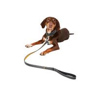 Rosewood Joules Leather Dog Lead