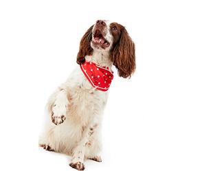 Rosewood Joules Red Hello Polka Dot Neckerchief
