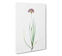Rosy Garlic Flowers by Pierre-Joseph Redoute Canvas Print | Gallery Wrapped 30mm Frame Wall Art | 30x20 inches | Ready to Hang | Modern Floral Picture | Living Room Bedroom Lounge Office