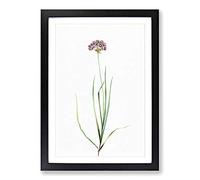 Rosy Garlic Flowers by Pierre-Joseph Redoute Framed Print | A2 Black Framed Wall Art | Ready to Hang | Modern Floral Picture | Living Room Bedroom Lounge Office