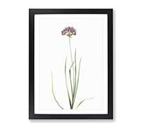 Rosy Garlic Flowers By Pierre Joseph Redoute Vintage Framed Print | A2 Black Framed Wall Art | Ready to Hang | Classic Floral Picture | Living Room Bedroom Lounge Office
