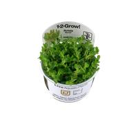 (Rotala indica Bonsai) Tropica Live Aquarium Plants Middleground Tropical Fish Tank Planting