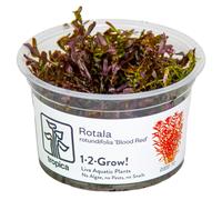 (Rotala rotundifolia Blood Red) Tropica Live Aquarium Red Plants Rotala Beautiful Advanced Aquascape Planting
