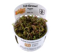 (Rotala rotundifolia Medium Red) Tropica Live Aquarium Red Plants Rotala Beautiful Advanced Aquascape Planting