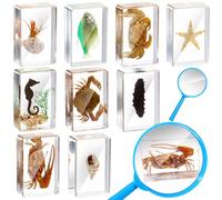 Rotatingpals 9 Pcs Marine Life Specimen Set Ocean Animal Insect in Resin Specimen Bugs Collection Paperweights with Magnifier Marine Animal Specimens for Scientific Educational Display Collection