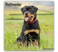 Rottweiler 2025 Square Wall Calendar | Dog Breed Calendar NEW