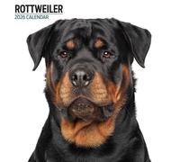 Rottweiler 2026 Modern Calendar