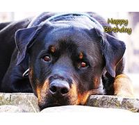 Rottweiler Birthday Card