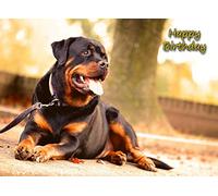 Rottweiler Birthday Card