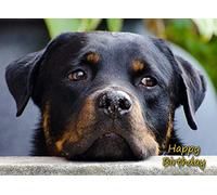 Rottweiler Birthday Card