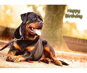 Rottweiler Birthday Card