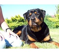 Rottweiler, Boston Terrier, Basset Hound, Shar Pei, St. Bernard