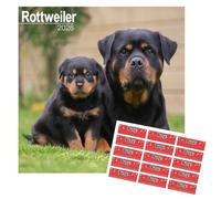 Rottweiler Calendar 2026 | Square Dog Breed Wall Calendar | 16 Month | With Free Organisational Stickers