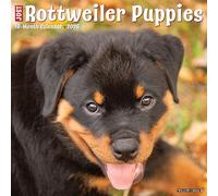 Rottweiler Puppies 2026 12 X 12 Wall Calendar
