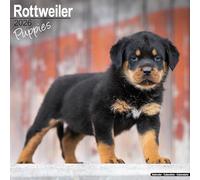 Rottweiler Puppies 2026 Calendar | Square Wall Calendar | Dog Breed Gift | Plastic Free Packaging | by Avonside Publishing