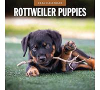 Rottweiler Puppies - 2026 Square Wall Calendar - by Red Robin Publishing