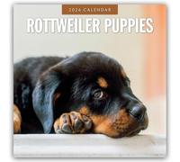 Rottweiler Puppies 2026 Square Wall Calendar: Original Red Robin Publishing Ltd-Kalender [Mehrsprachig] [Kalender]