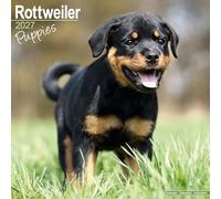 Rottweiler Puppies 2027 Calendar | Square Wall Calendar | Puppy Gift | Plastic Free Packaging | by Avonside Publishing