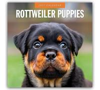 Rottweiler Puppies 2027 Square Wall Calendar: Original Red Robin Publishing Ltd-Kalender [Mehrsprachig] [Kalender]