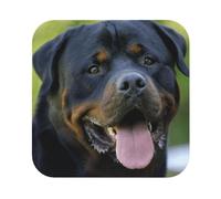 rottweiler wallpaper Printed Coasters Set of 4, Tabletop Protection Leather Coasters for Cup Drinks Coffee Pads Beer Bar Mat Gifts, Square