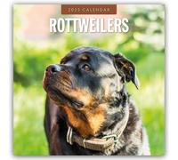 Rottweilers 2025 Square Wall Calendar