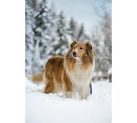 Rough Collie in the Snow Greeting Card 125mm x 178mm Including Envelope GC1143
