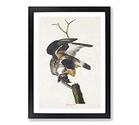 Rough-Legged Falcon by John James Audubon Framed Print | A2 Black Framed Wall Art | Ready to Hang | Modern Nature Picture | Living Room Bedroom Lounge Office