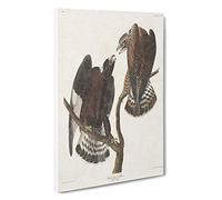 Rough-Legged Falcons by John James Audubon Canvas Print | Gallery Wrapped 30mm Frame Wall Art | 30x20 inches | Ready to Hang | Modern Picture | Living Room Bedroom Lounge Office