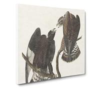 Rough legged Falcons by John James Audubon Vintage Canvas Wall Art Print Ready to Hang, Framed Picture for Living Room Bedroom Home Office Décor, 14x14 Inch (35x35 cm)