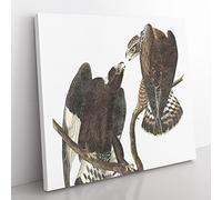 Rough legged Falcons by John James Audubon Vintage Canvas Wall Art Print Ready to Hang, Framed Picture for Living Room Bedroom Home Office Décor, 35x35 cm (14x14 Inch)