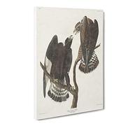 Rough Legged Falcons By John James Audubon Vintage Canvas Wall Art Print Ready to Hang, Framed Picture for Living Room Bedroom Home Office Décor, 20x14 Inch (50x35 cm)