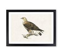 Rough-Legged Hawk by Von Wright Framed Print | A2 Black Framed Wall Art | Ready to Hang | Modern Nature Picture | Living Room Bedroom Lounge Office