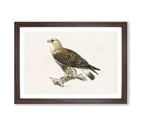 Rough-Legged Hawk by Von Wright Framed Print | A2 Walnut Framed Wall Art | Ready to Hang | Modern Nature Picture | Living Room Bedroom Lounge Office
