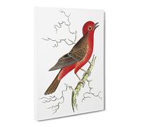 Round Crested Flycatcher Fish By George Shaw Canvas Print | Gallery Wrapped 30mm Frame Wall Art | 24x16 inches | Ready to Hang | Retro Animals Picture | Living Room Bedroom Lounge Office