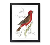 Round Crested Flycatcher Fish By George Shaw Vintage Framed Print | A4 Black Framed Wall Art | Ready to Hang | Classic Animal Picture | Living Room Bedroom Lounge Office