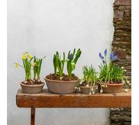Round Terracotta Dish Planter, Shallow Succulent Plant Pot, Redstone Weathered Terracotta Plant Pot, Aged Stone Rustic Pot, Weathered Seeds Bulb Crocus Pot Planter, 4 Sizes (25 x 9cm)