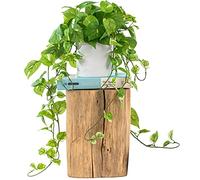 ROVALA Artificial Plants for Home Decor Indoor (with Pot) - Pothos Plant