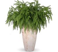 Rowfad 12 Pcs Artificial Norfolk Pine Branches, Norfolk Pine Artificial Pine Stems DIY Crafts Faux Christmas Greenary Norfolk Pine Branches for Xmas Wreath Garland Home Decor (12)