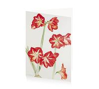 Royal Academy Elizabeth Blackadder Amaryllis Floral Art Greeting Card (12 x 17 cm)