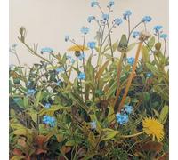Royal Academy of Arts, Christopher James, Verge Weeds, Blank Single Greeting Card, (15x 15cm)